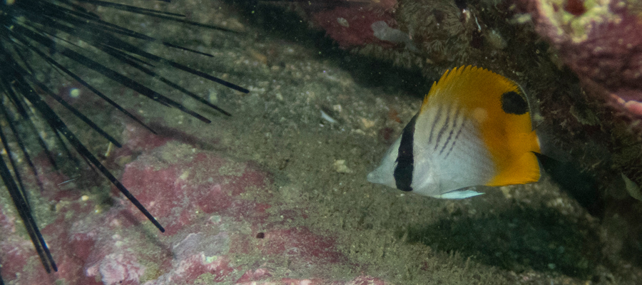 Picture of Threadfin butterflyfish