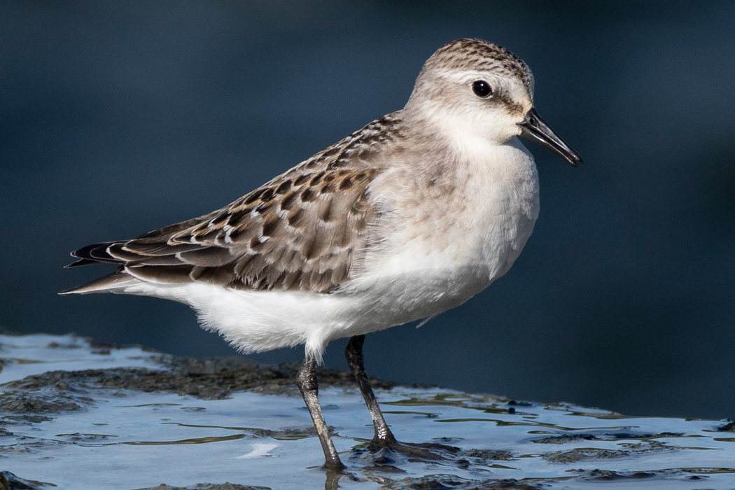 Red-necked Stint(Calidris ruficollis). Introducing the characteristics ...