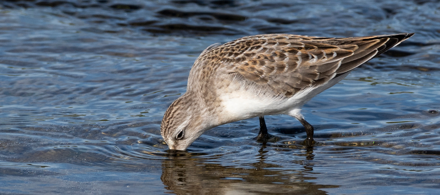 Picture of Red-necked Stint