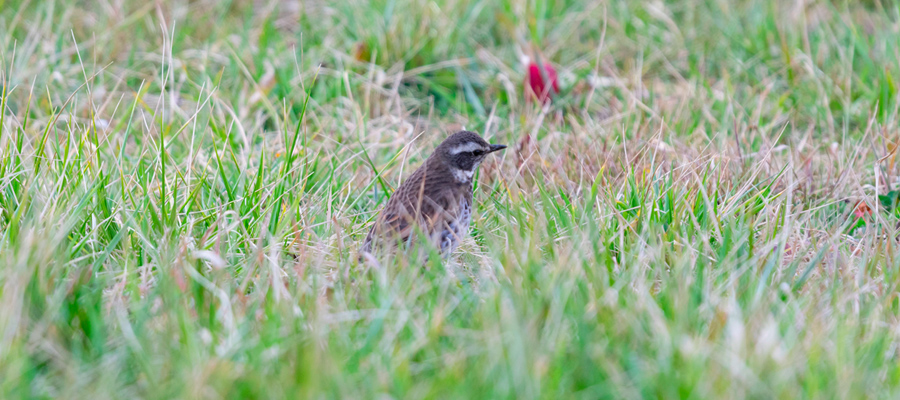 Picture of Natumann's Thrush