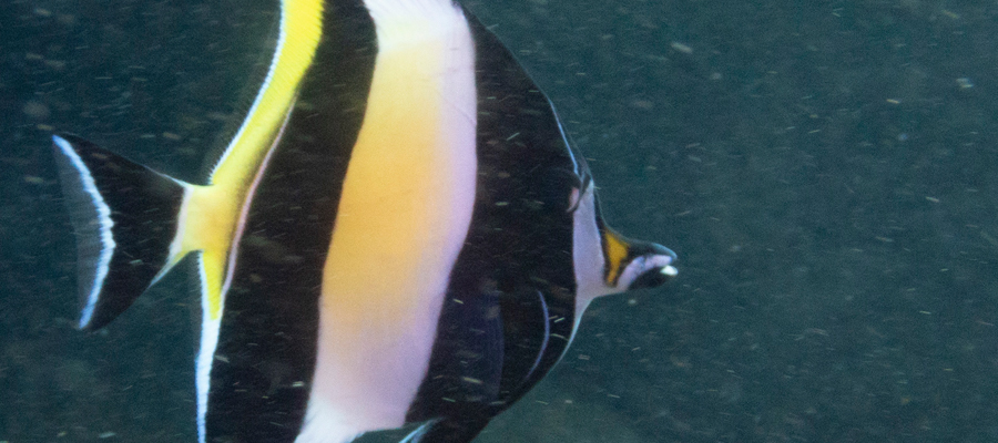 Picture of Moorish idol