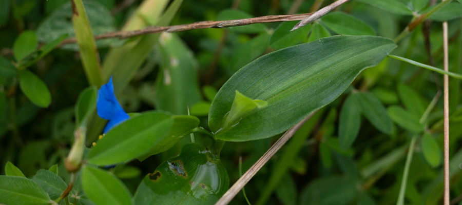 Picture of Asiatic dayflower