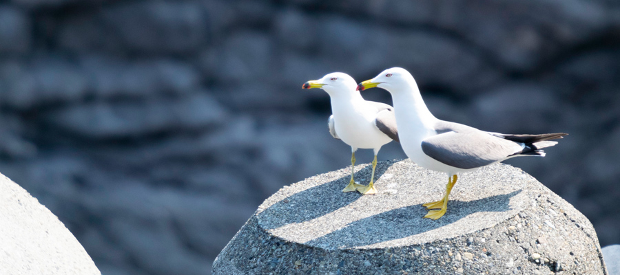 Picture of Black-tailed Gull