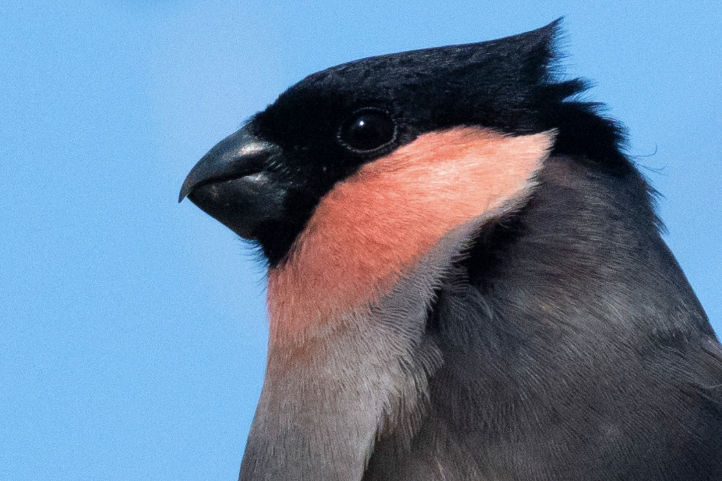 ウソの特徴 分布 生態 写真をご紹介します 目に見えるいきもの図鑑