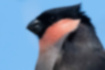 Eurasian Bullfinch