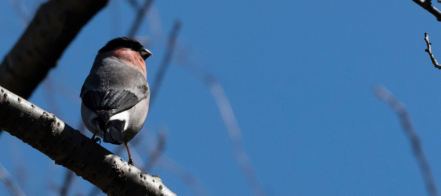 Picture of Eurasian Bullfinch