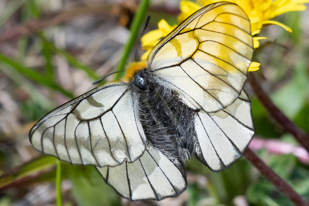 世界のウスバシロチョウ 蝶の標本 - 虫類用品