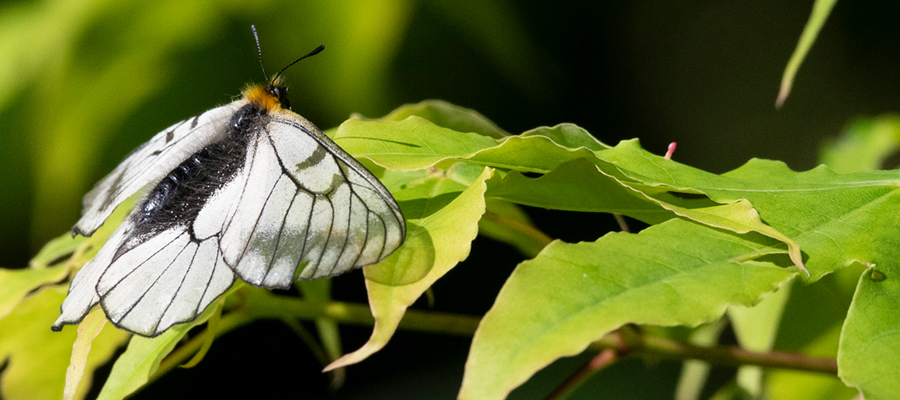 Picture of Japanese Clouded Apollo