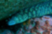 Kidako moray