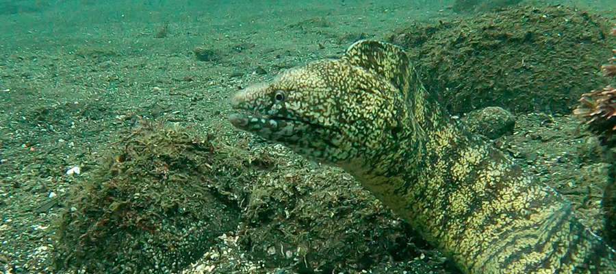 Picture of Kidako moray