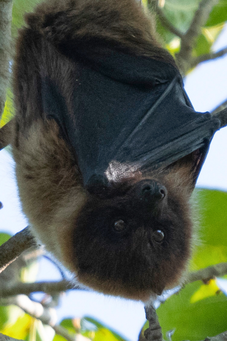 Pictures of Ryukyu flying fox.
