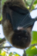 ヤエヤマオオコウモリの画像
