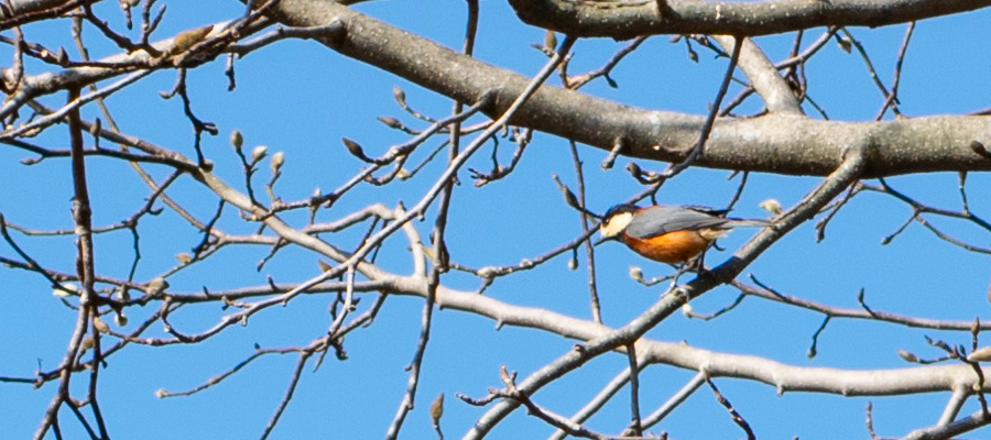 Picture of Varied Tit