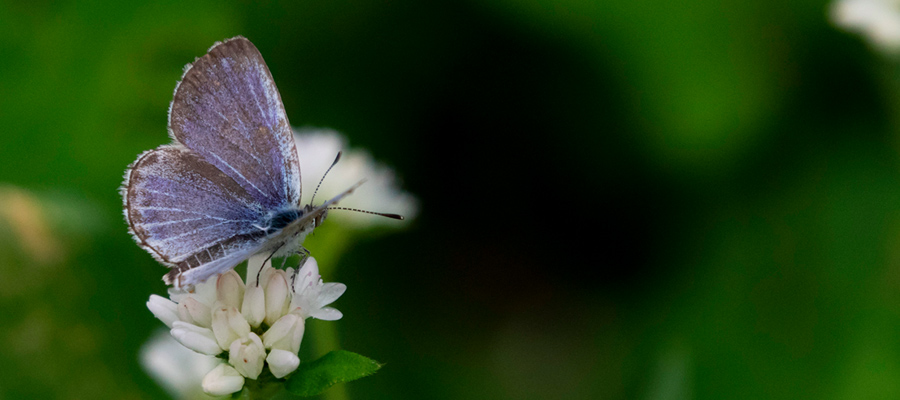 Picture of Pale grass blue