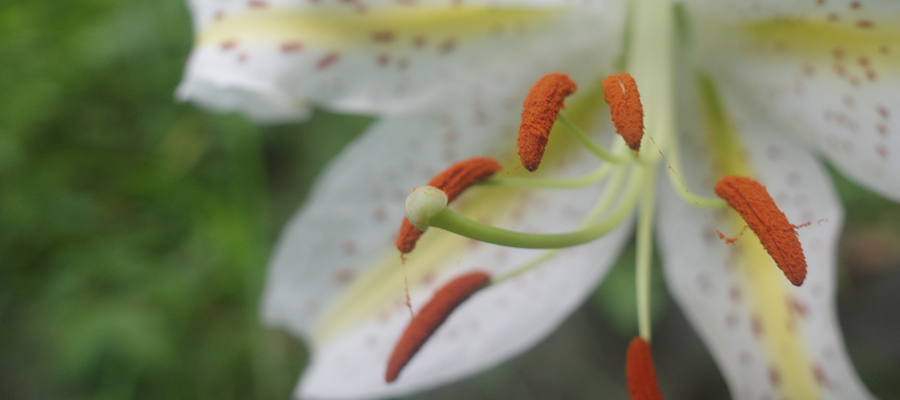 Picture of gold-banded lily