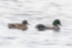 Falcated duck