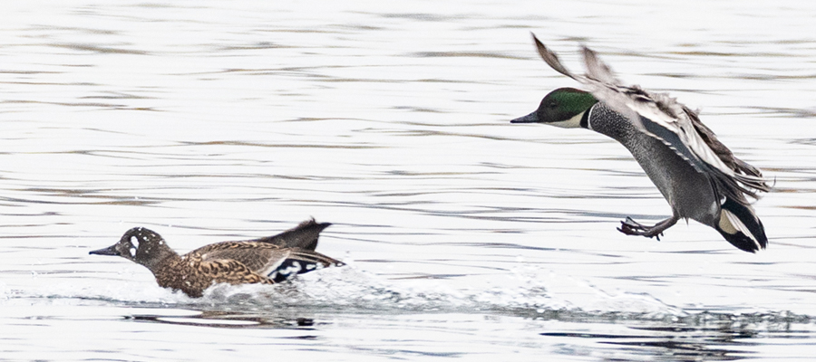 Picture of Falcated duck