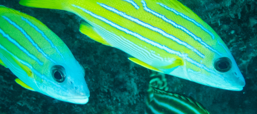 Picture of Bluestripe snapper