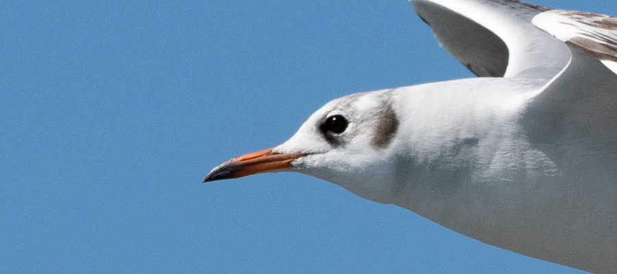 Picture of Black-headed Gull