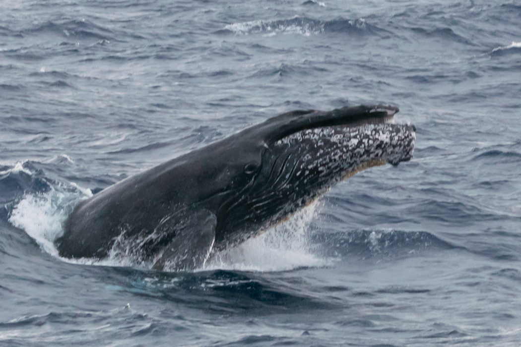 ザトウクジラの特徴 分布 生態 写真をご紹介します 目に見えるいきもの図鑑