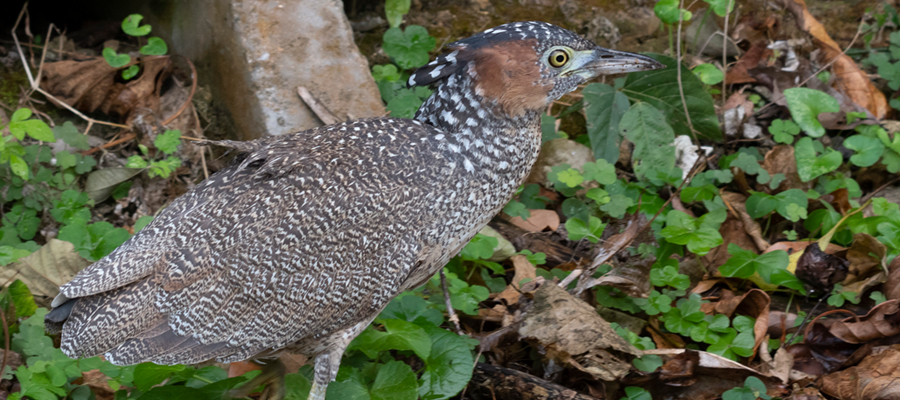 Picture of Malaysian night heron