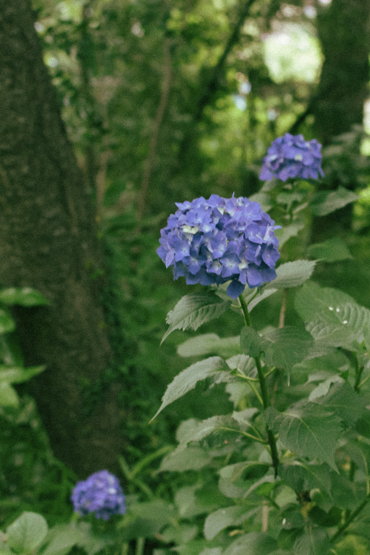 アジサイの画像