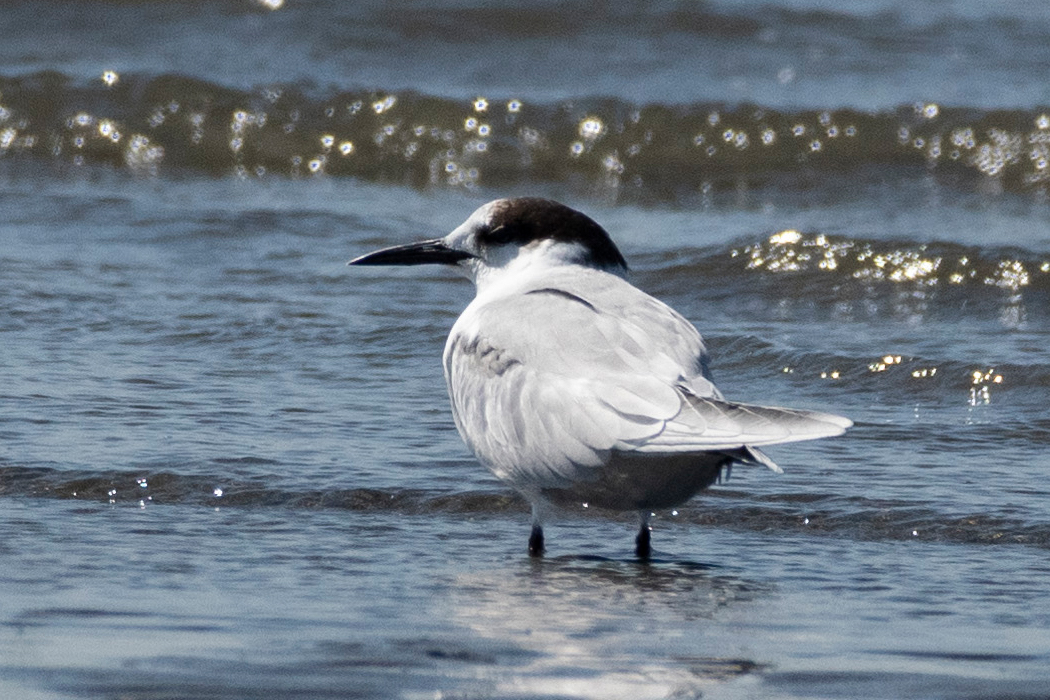アジサシのページ