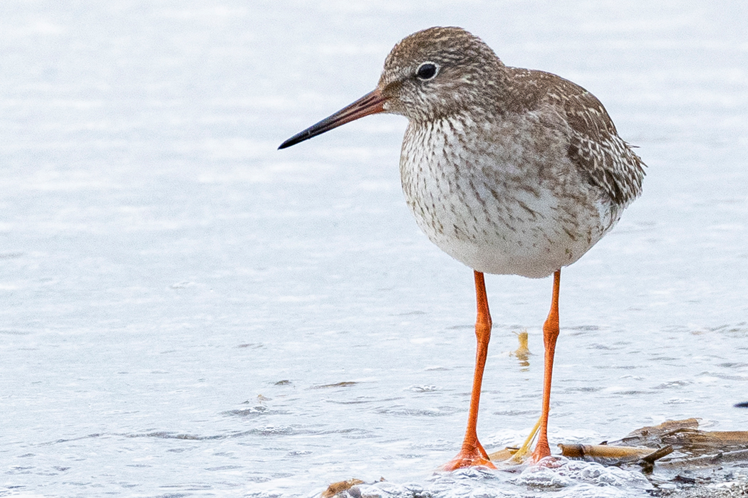 アカアシシギのページ