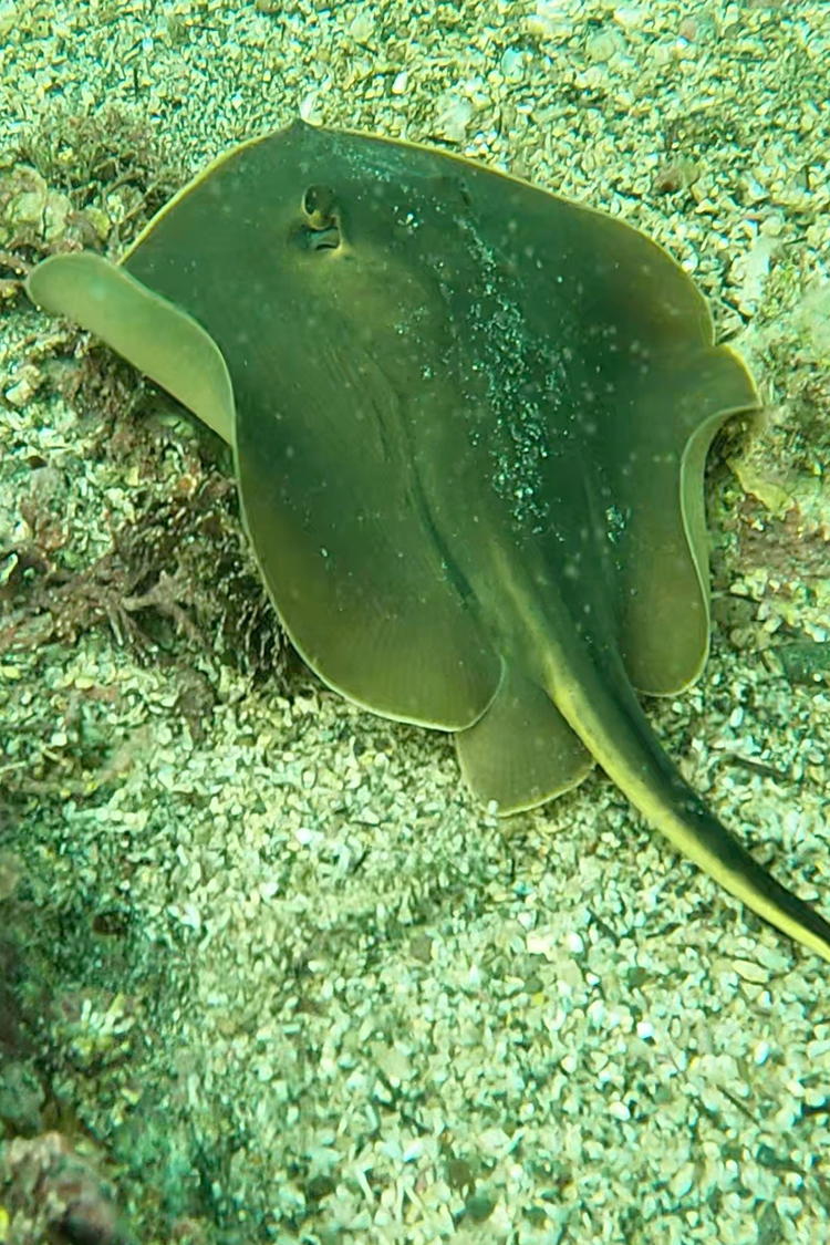 アカエイの画像