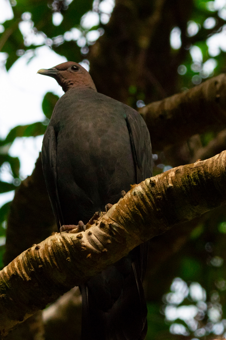 アカガシラカラスバトの画像