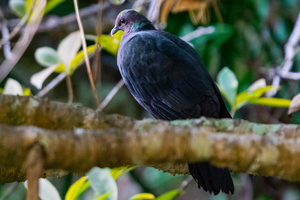 アカガシラカラスバトの色