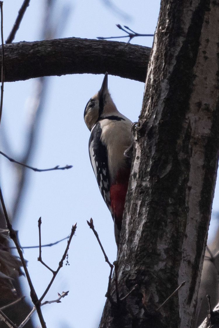 アカゲラの画像