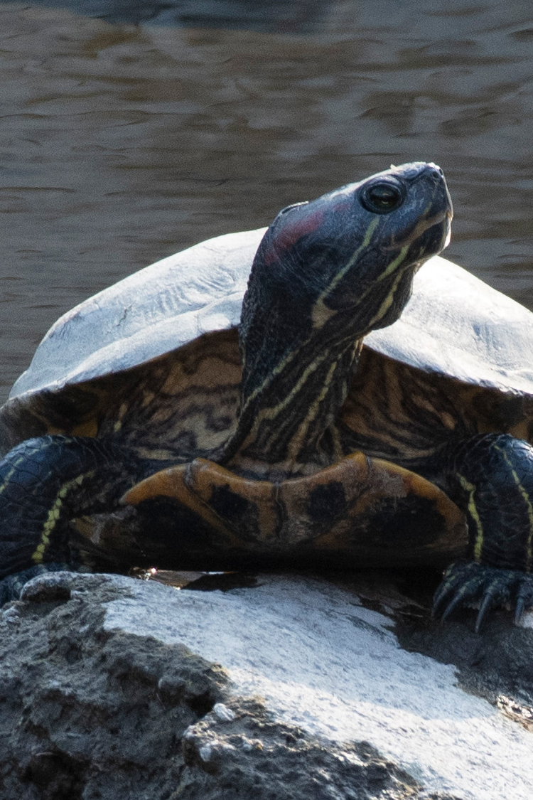 アカミミガメの画像