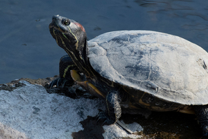 アカミミガメの色