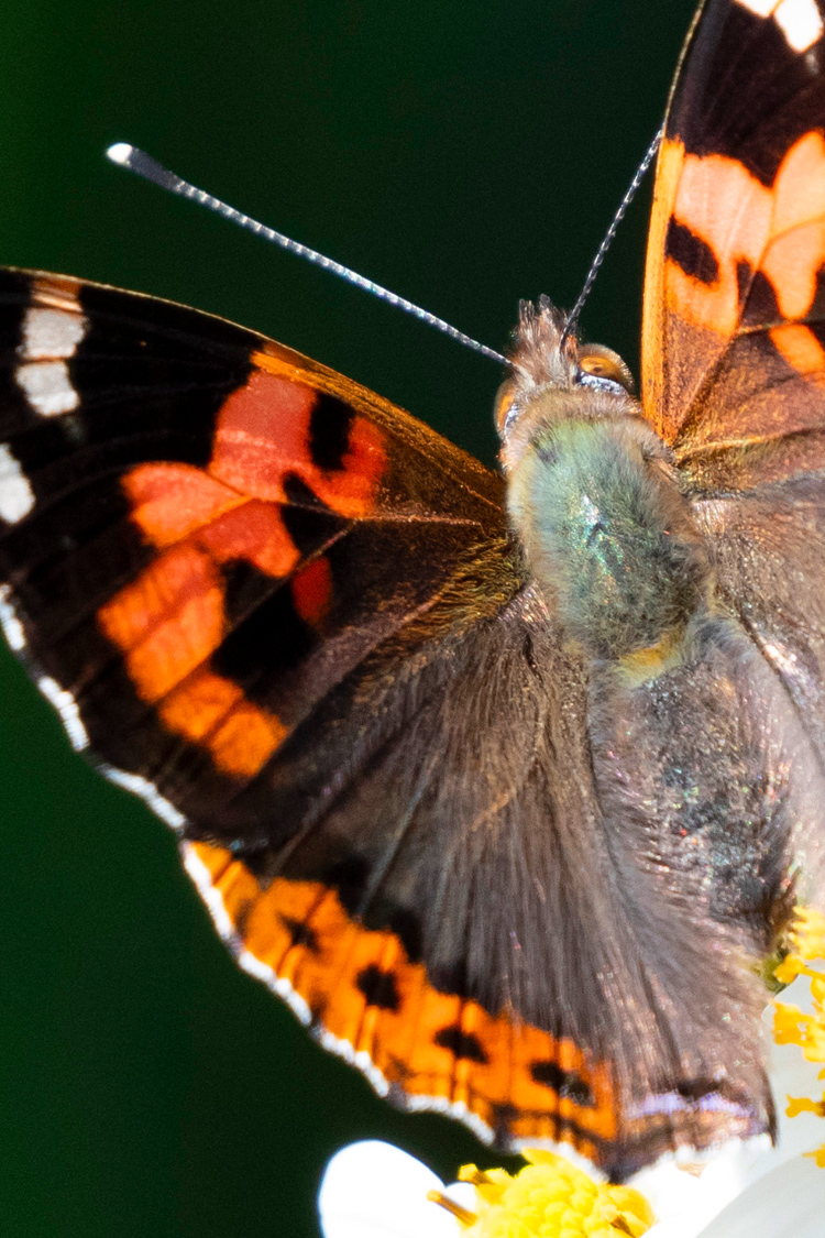 アカタテハの画像