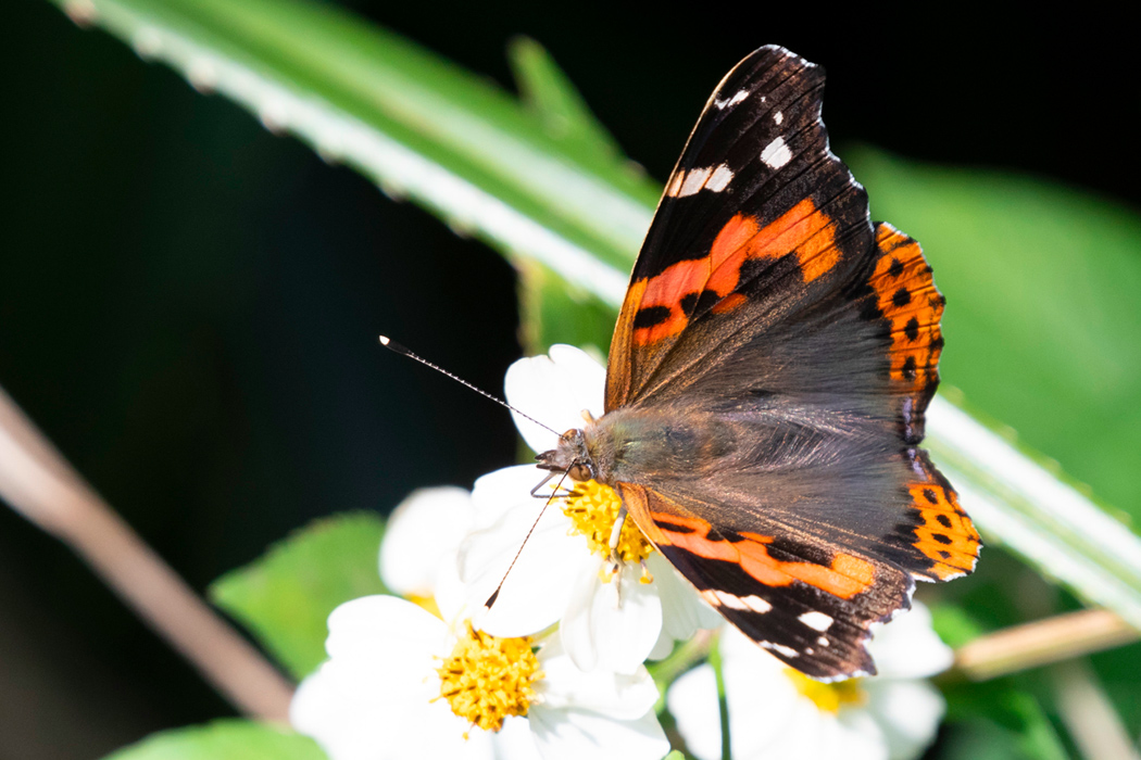 アカタテハのページ