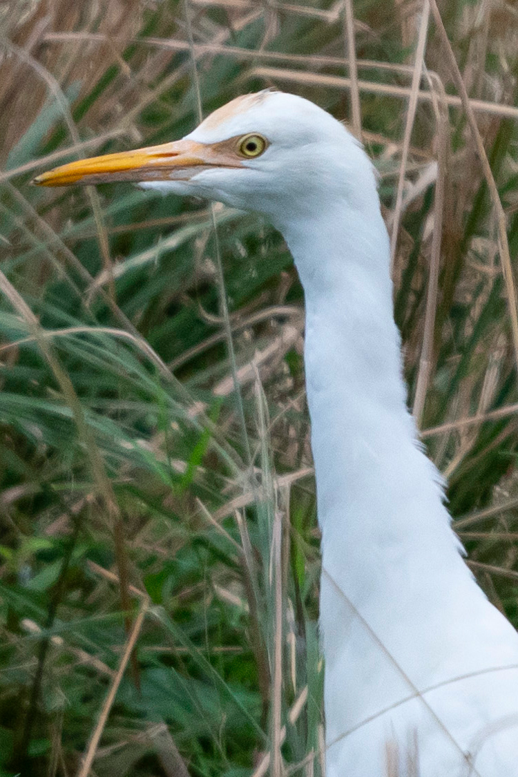 アマサギの画像