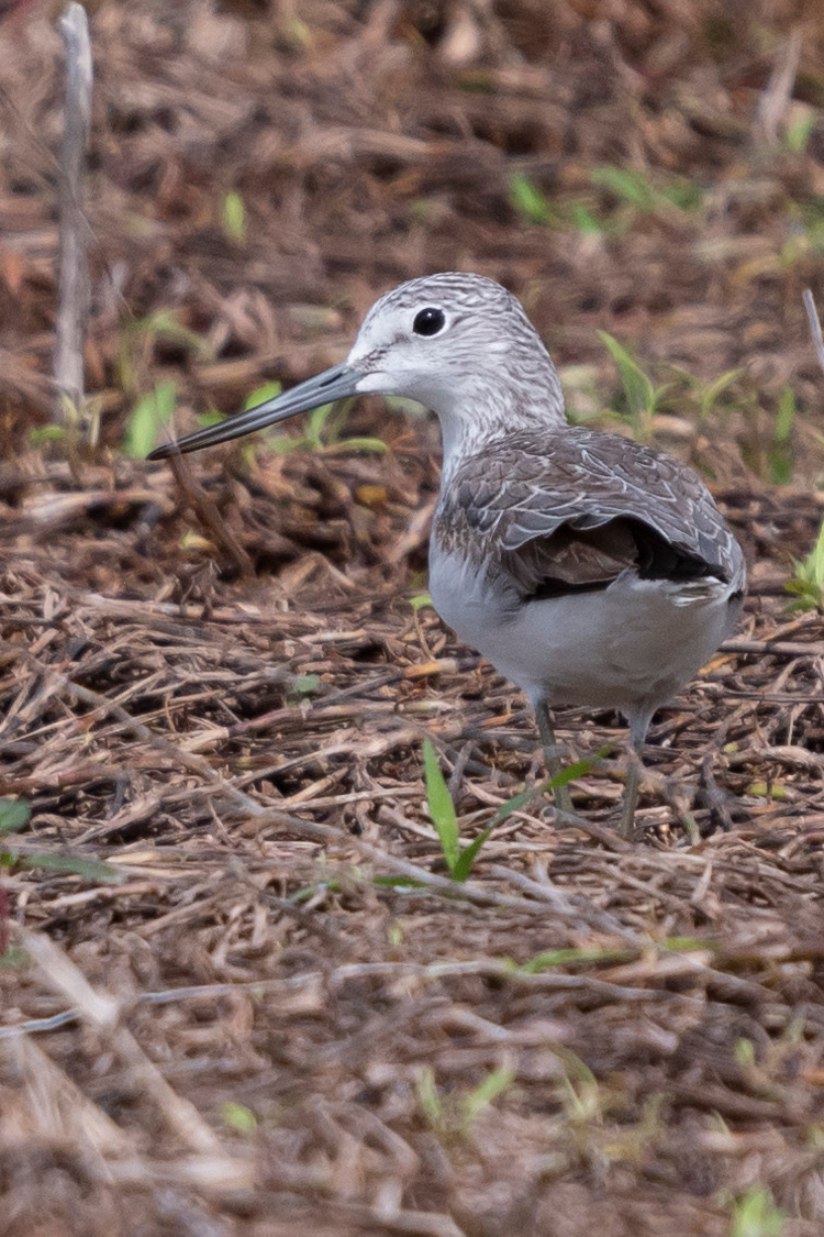 アオアシシギの画像