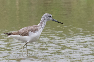 アオアシシギの色