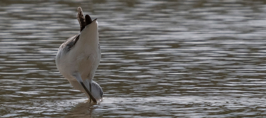 アオアシシギの写真