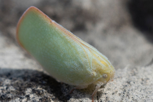 アオバハゴロモの色