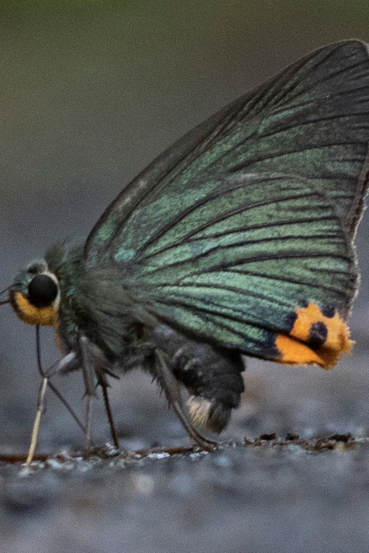 アオバセセリの画像