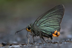 アオバセセリの色