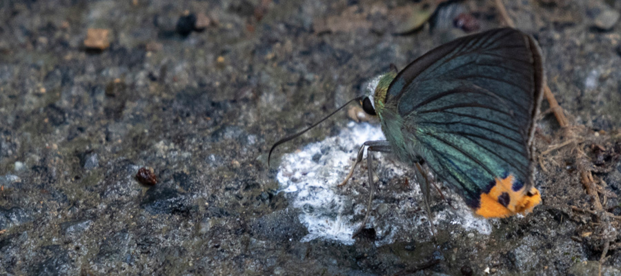 アオバセセリの写真