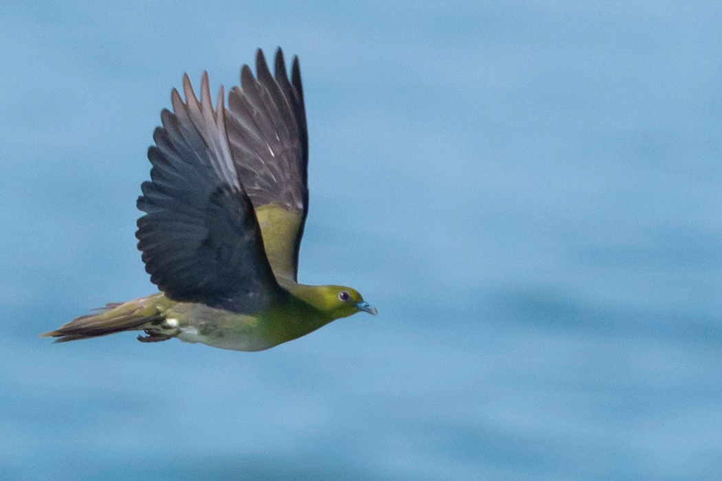 アオバトのページ