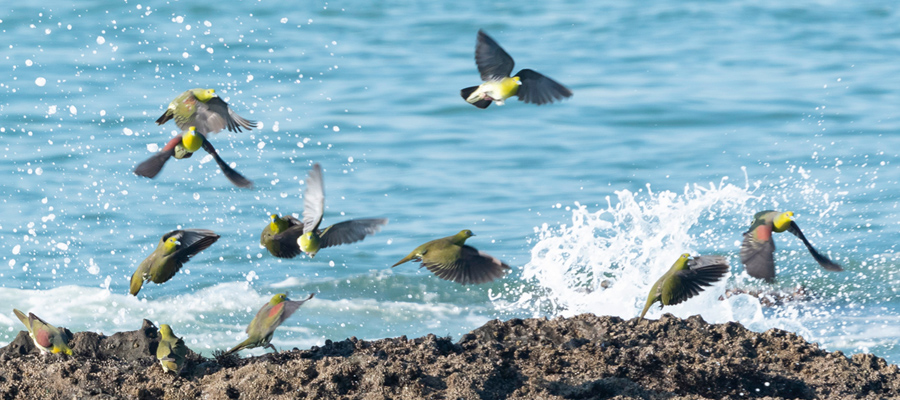 アオバトの写真