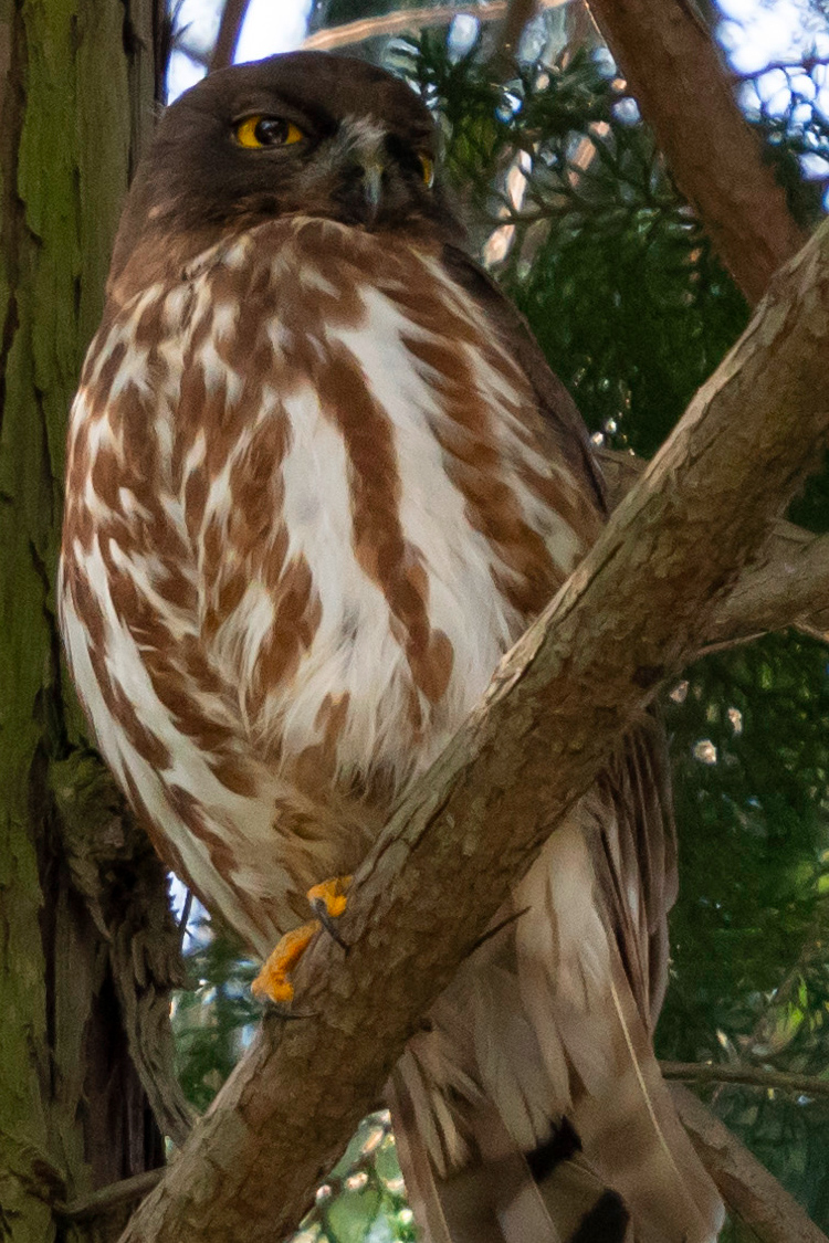 アオバズクの画像