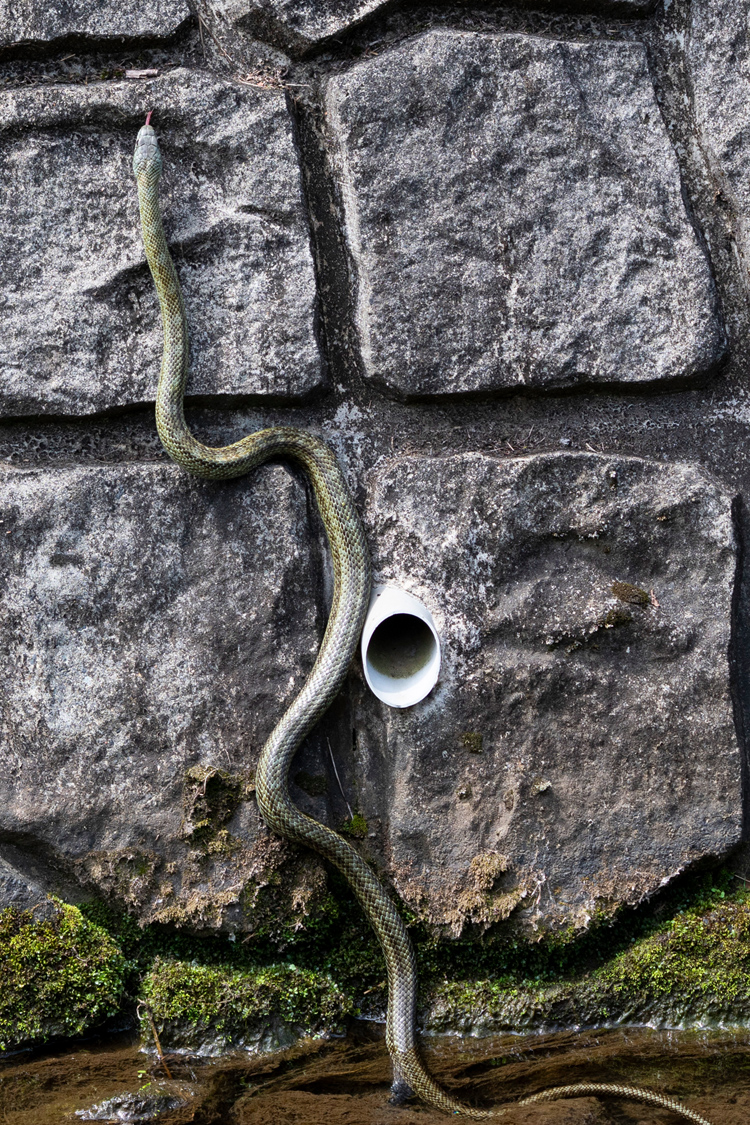 アオダイショウの画像