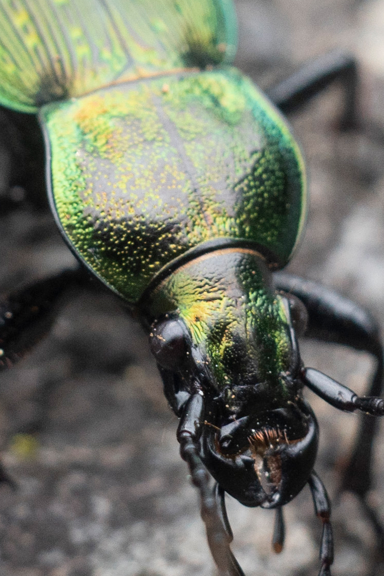 アオオサムシの画像