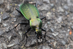 アオオサムシの色